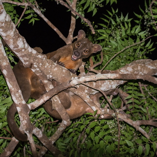 Kirindy - Mating fossas